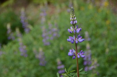 Close-up of purple flowering plant on field