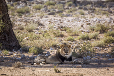 View of a cat resting on field