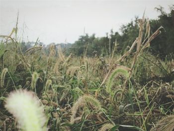 Close-up of plants growing on field