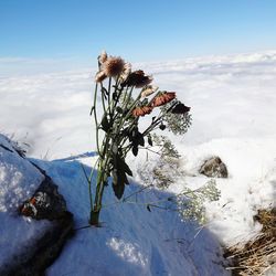 Plant by sea against sky during winter