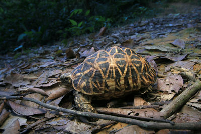 Close-up of turtle on field