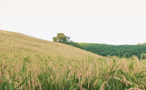 Scenic view of agricultural field against clear sky