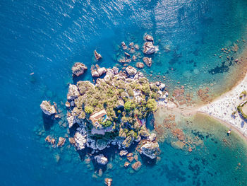 High angle view of coral swimming in sea