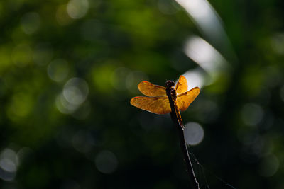 Close-up of orange leaves on plant