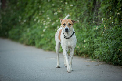 Portrait of dog running on road