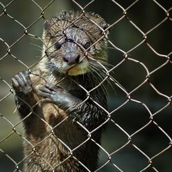 Portrait of weasel behind fence