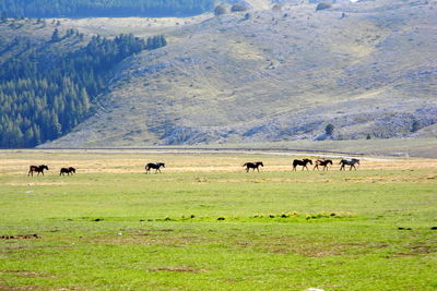 Horses grazing on landscape