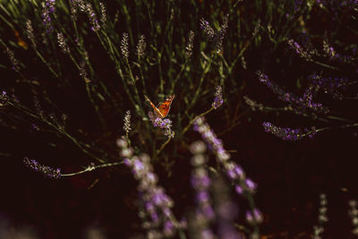 Closeup of small bright orange butterfly sitting on thin lavender branch against dark blur background