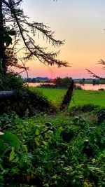 Scenic view of agricultural field against sky at sunset