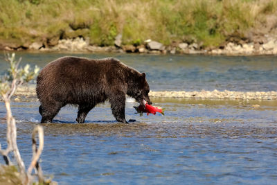 Side view of black dog eating in lake