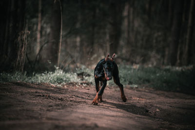 Full length of a dog running in forest