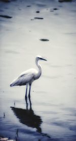 Bird in a lake