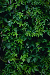 Full frame shot of green leaves