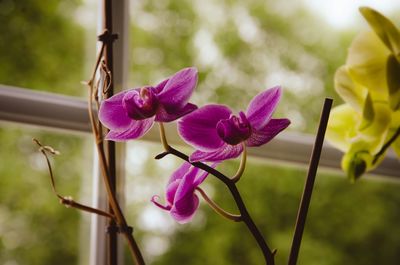 Close-up of purple flowers blooming outdoors