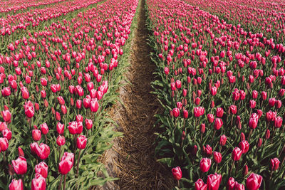 Red tulips in field