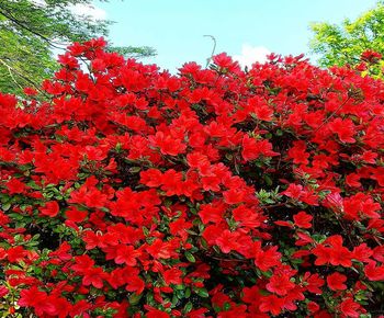 Close-up of red flowering plant