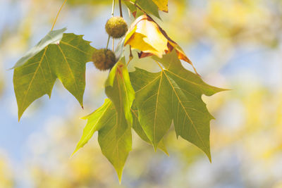 Close-up of leaves