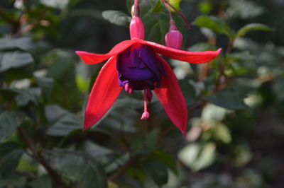 Close-up of red flower blooming outdoors