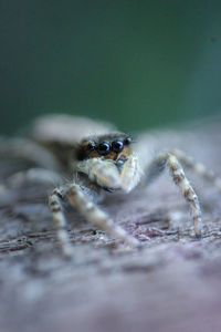 Close-up of spider