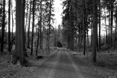 Dirt road amidst trees in forest