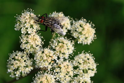 Close-up of insect on flowers