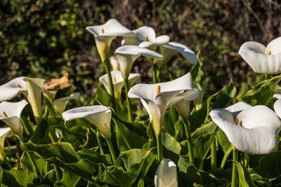 Close-up of white flowering plant