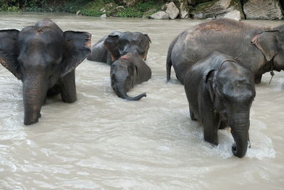 View of elephants in water
