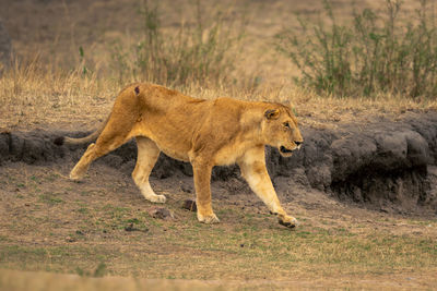 Lioness running on field