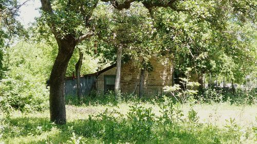 Plants growing on field