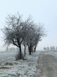 Bare tree on snow covered field against sky