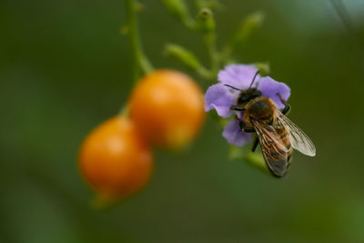 Close-up of bee pollinating on flower