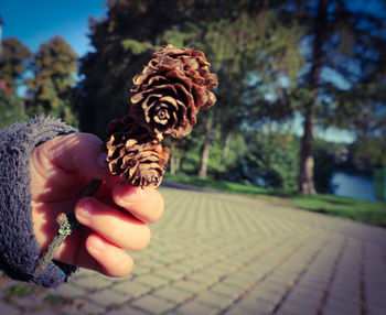 Close-up of hand pine cones
