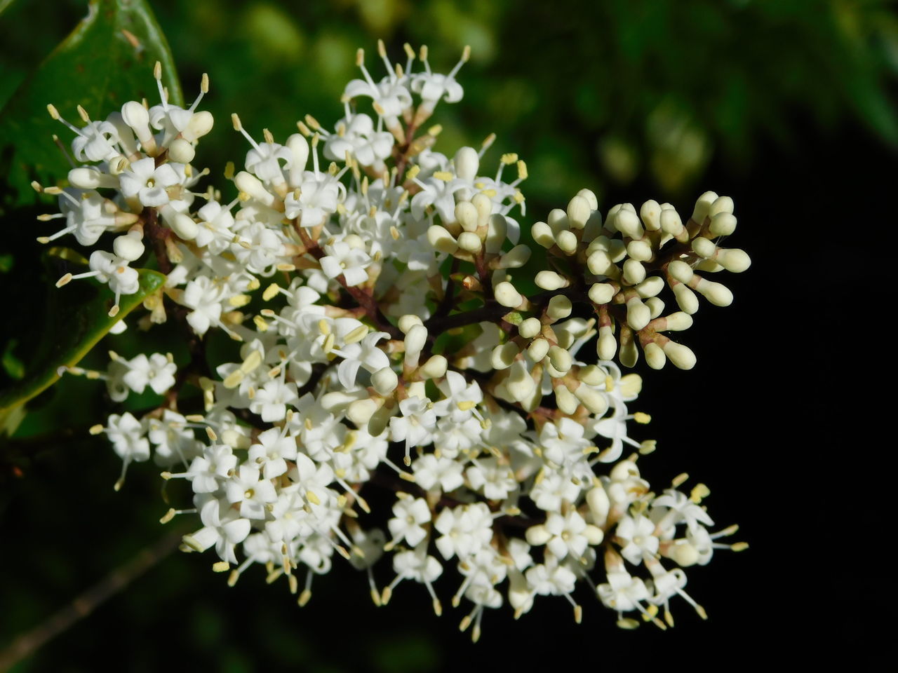 WHITE FLOWERING PLANTS IN PARK