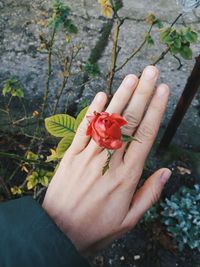 Close-up of hand holding red leaf