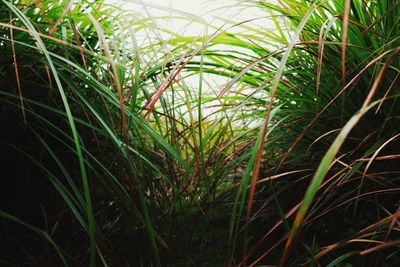 Close-up of grass growing on field