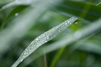 Close-up of wet grass during winter