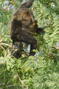 Monkey in a tree