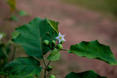 Close-up of fresh green plant