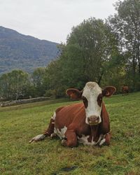 Portrait of cow on field