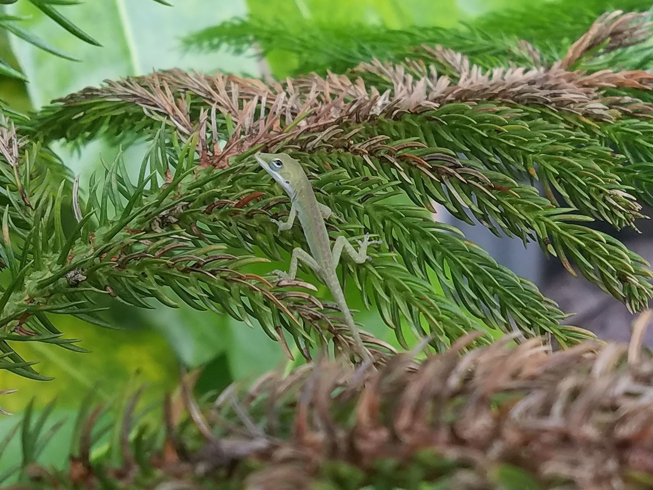 CLOSE-UP OF FRESH PLANTS