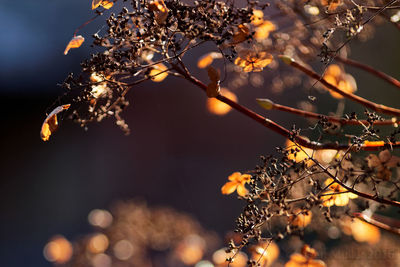 Close-up of cherry blossoms in spring