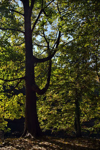 Trees in forest