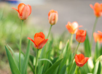 Close-up of flowering plants growing on field