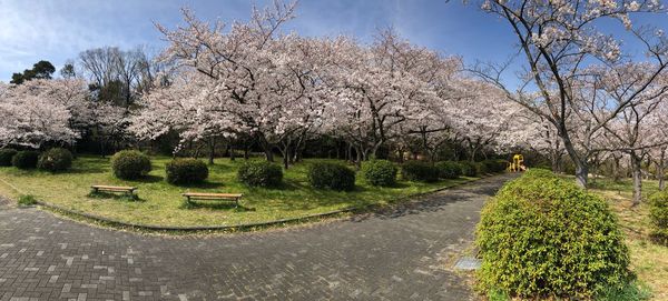 View of cherry blossom in park