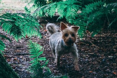 Portrait of dog standing in forest