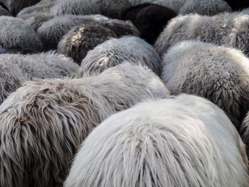 Full frame shot of sheep