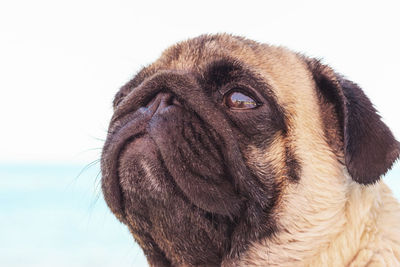 Sad pug dog sits on the beach and looks at the sea. pug relaxing and chilling out