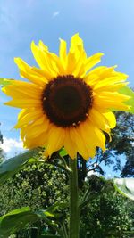 Low angle view of sunflower blooming against sky