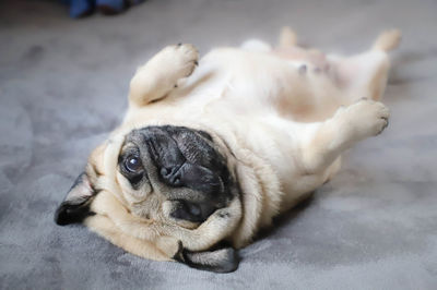 Close-up of dog sleeping