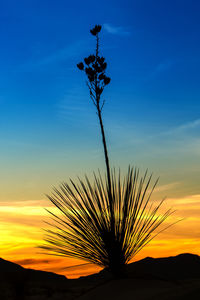 Palm tree by sea against sky during sunset